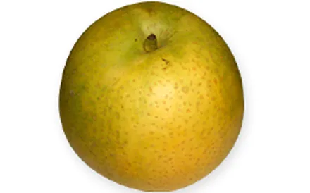 菊水