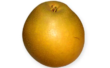 新星